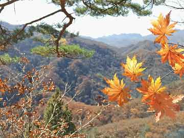 廠長(zhǎng)打野最新動(dòng)態(tài)及興義樓盤價(jià)格表深度解讀，風(fēng)險(xiǎn)預(yù)警與洞悉